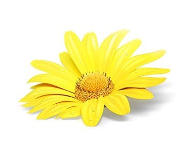Arnica ingrediens för lugnande känsla