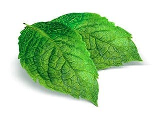 Pepparmynta ingrediens för uppfriskande känsla
