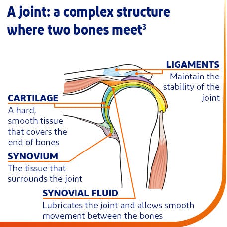 Anatomy of a shoulder joint Image showing the anatomy of a shoulder joint