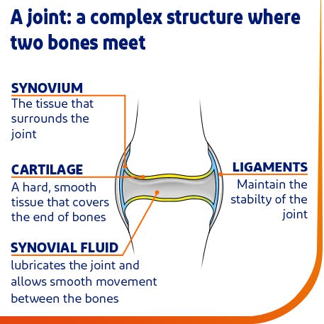 the structure of a joint