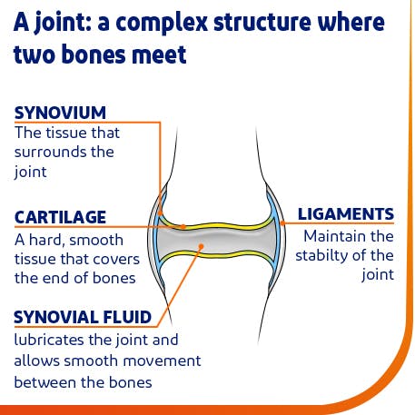 the structure of a joint the structure of a joint