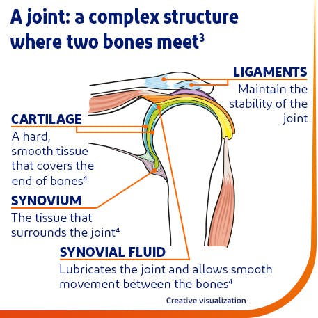 Graphic showing the anatomy of a joint in your body