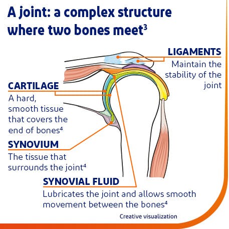 Anatomy of a joint Graphic showing the anatomy of a joint in your body