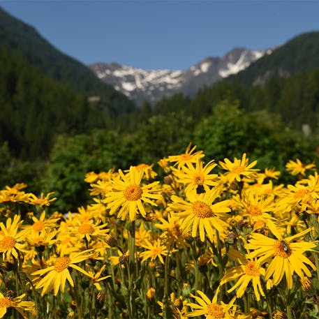 Flor del Árnica en las montañas - Voltadol