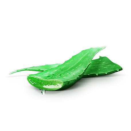 Folhas verdes de Aloe Vera