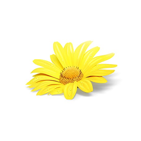 Flor amarela de Arnica