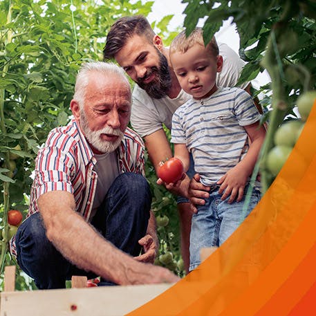 en äldre man böjer sig ner utan ryggont udner trädgårdsarbete i en grönsaksplats med barn