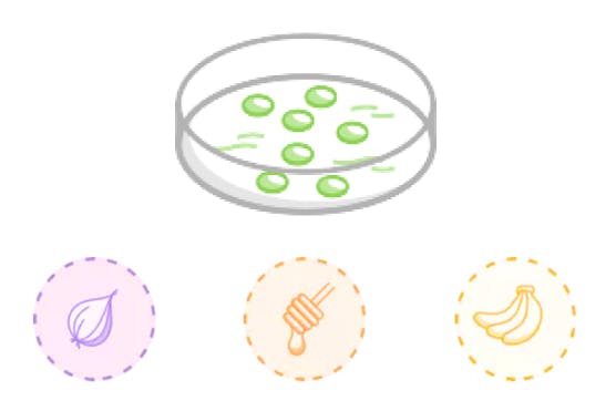 un dibujo de un ajo, miel, plátanos y una placa de Petri